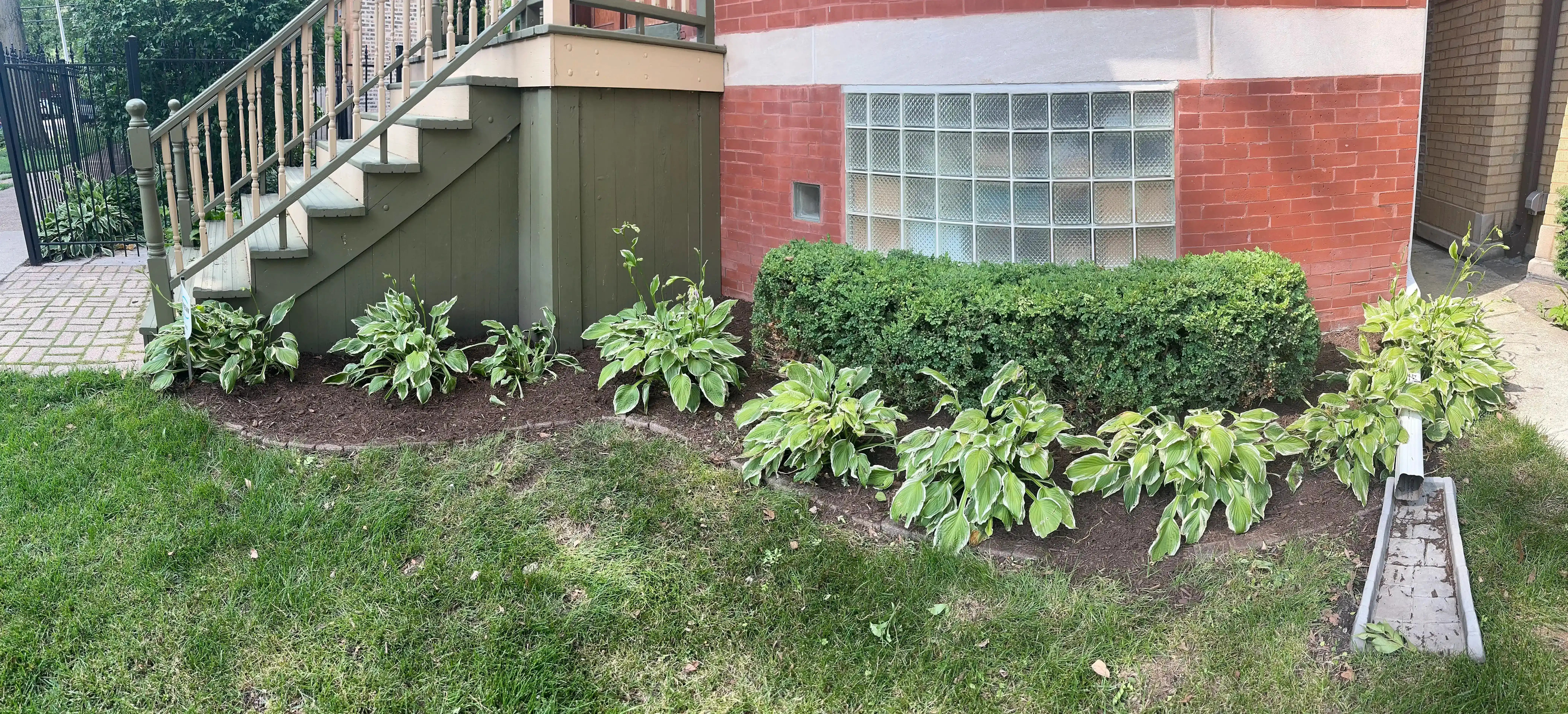 shrub